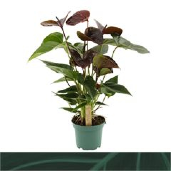Anthurium andr. 'Essencia' schwarzrot
