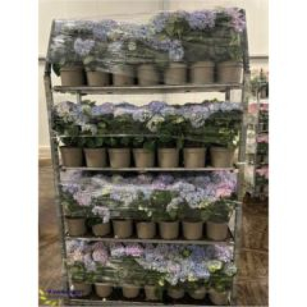 Hydrangea mac. Busch blau