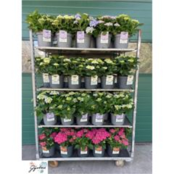 Hydrangea mac. Busch