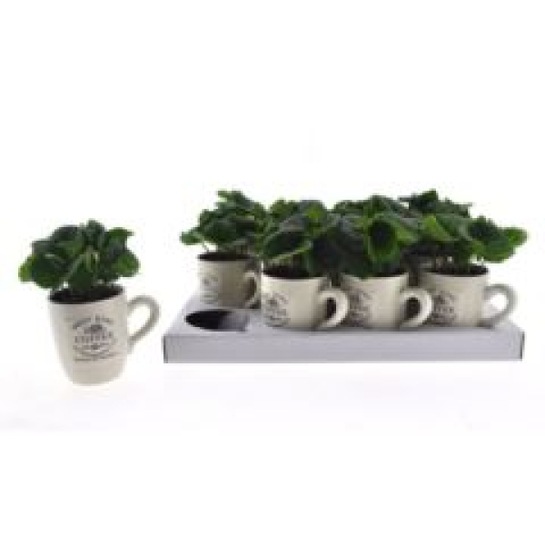 Coffea arabica in Tasse