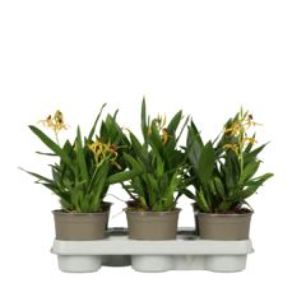 Orchideeen -Encyclipa gelb