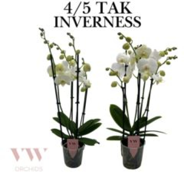 Phalaenopsis 4 Rispen weiß