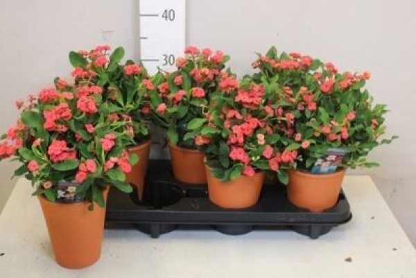 Euphorbia milii im Tonübertopf