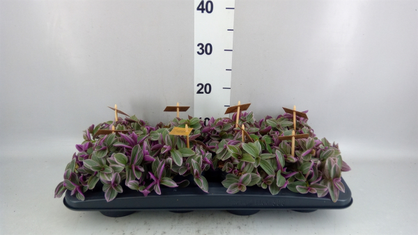 Tradescantia cerinth. 'Sweetness'
