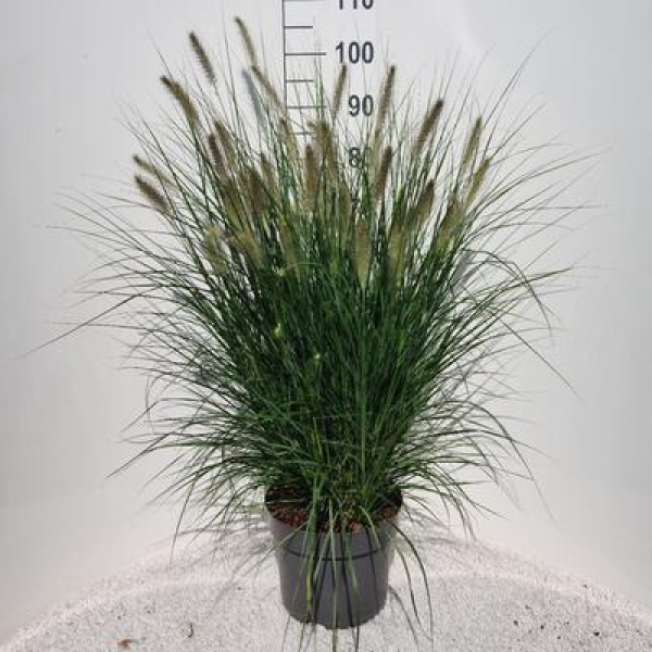 Pennisetum alopec. 'Hameln'