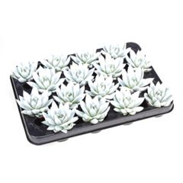 Mini Echeveria gefärbt weiß