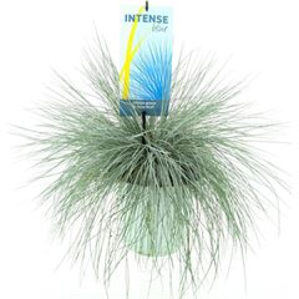 Festuca glauca 'Intens Blue'