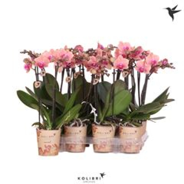 Phalaenopsis midi 2 Rispen zimt