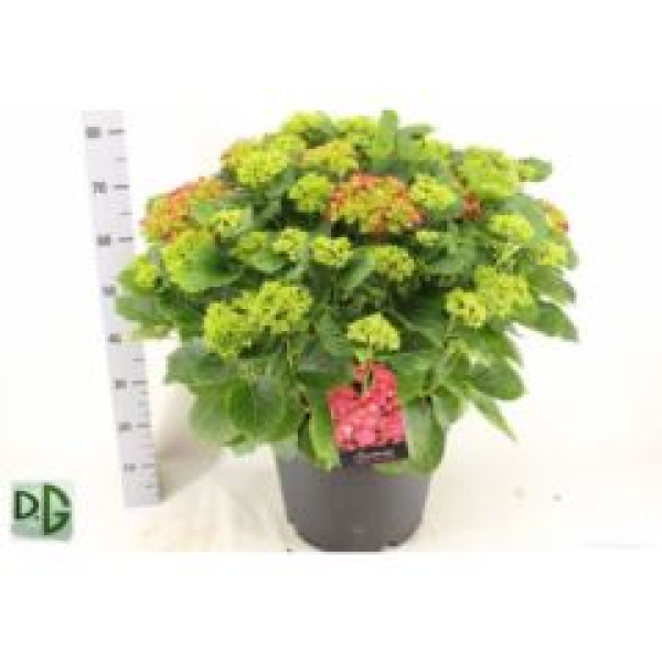 Hydrangea Busch rot