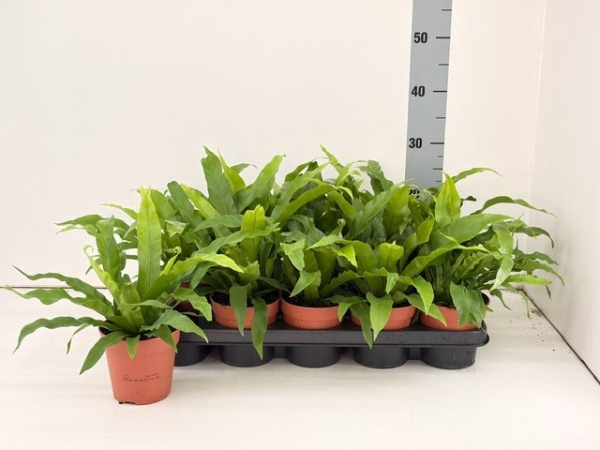 Asplenium antiquum