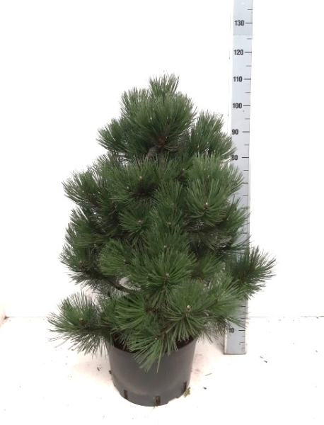 Pinus heldreichii "Satellit"