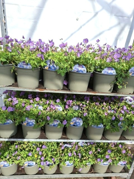 Geranium "Rozanne" Kübel