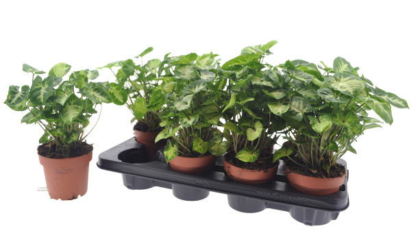 Syngonium 'Pixie'