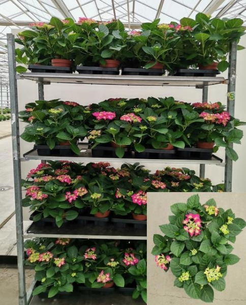 Hydrangea macr. Teller pink