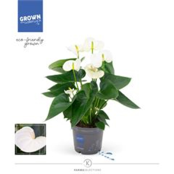 Anthurium 'Karma White'