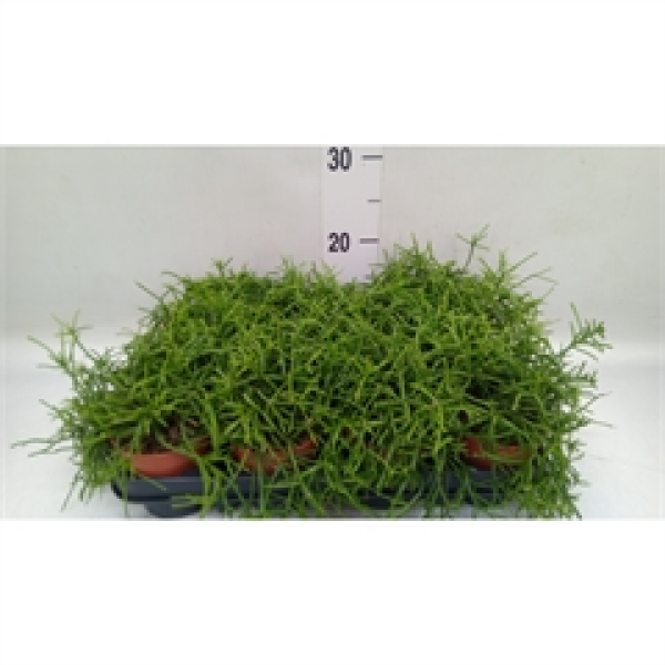 Rhipsalis baccifera 'Oasis'