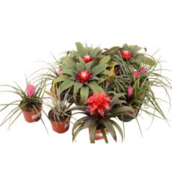 Bromelia gemischt