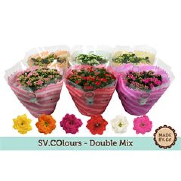 Kalanchoe  Schale