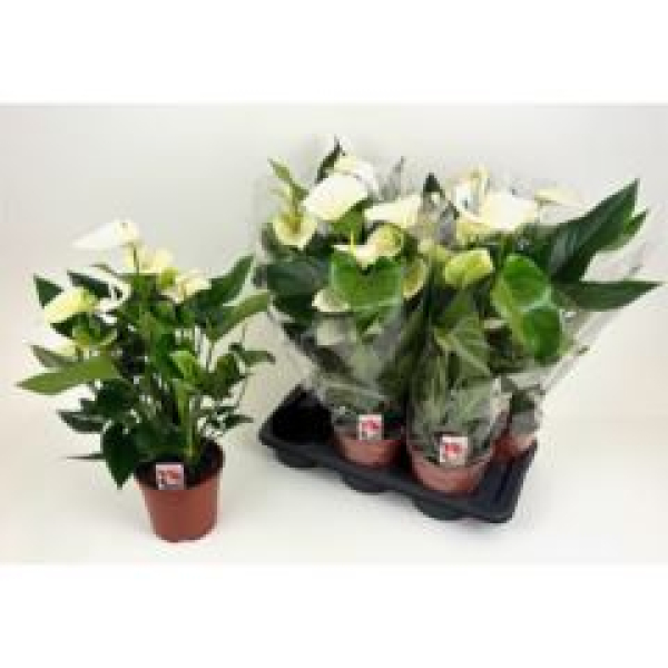 Anthurium andr. weiß