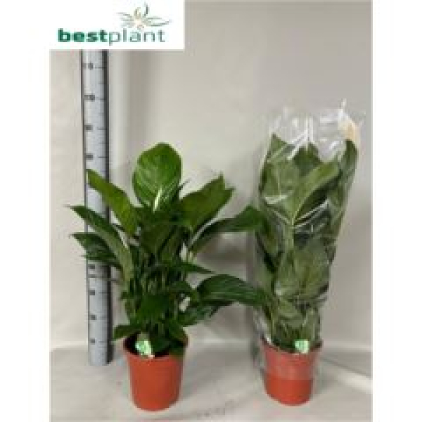 Spathiphyllum 'Sweet Isabella'