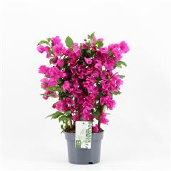 Bougainvillea 'Sanderiana' Spalier
