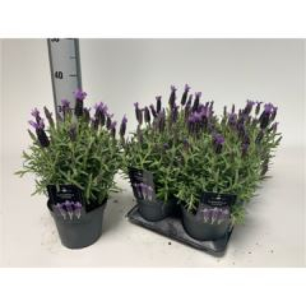Lavandula stoec.