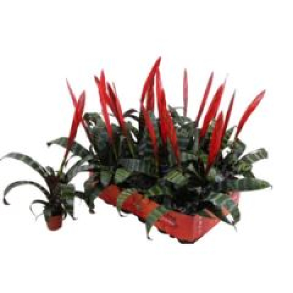 Mini Vriesea