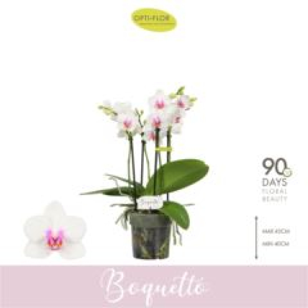 Phalaenopsis "Boquetto" weiß/rose
