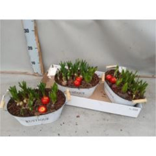 Zwiebelmix in Blechschale oval