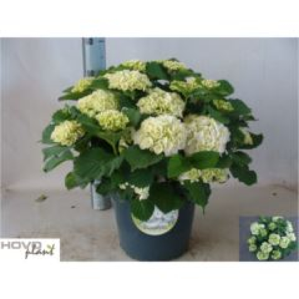Hydrangea mac. Busch weiß