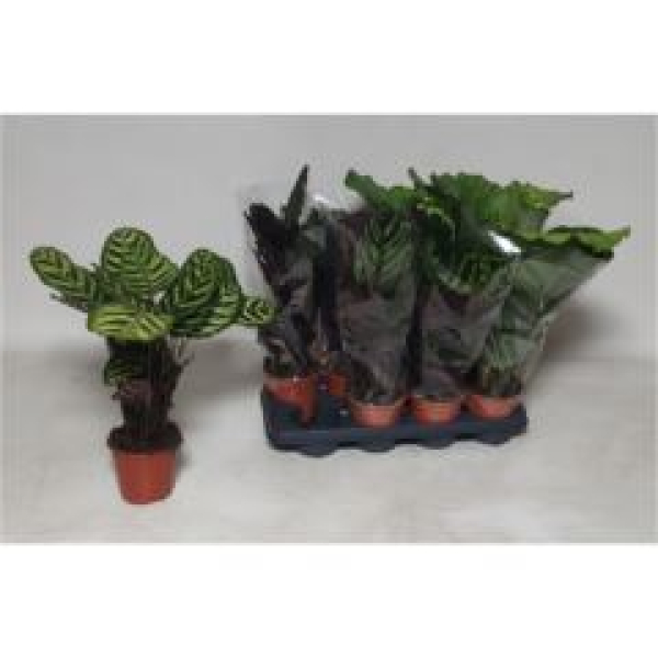 Calathea Mix