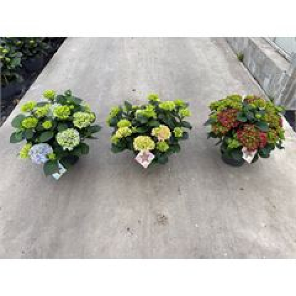 Hydrangea macr. Busch