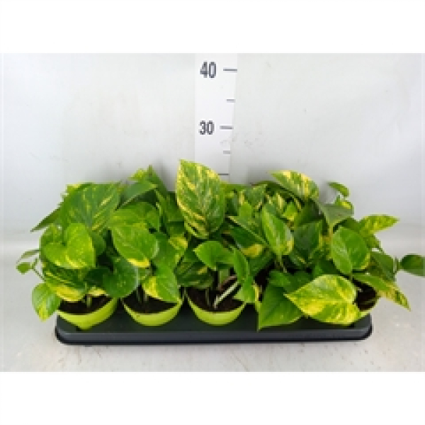 Epipremnum pinn. 'Aureum'