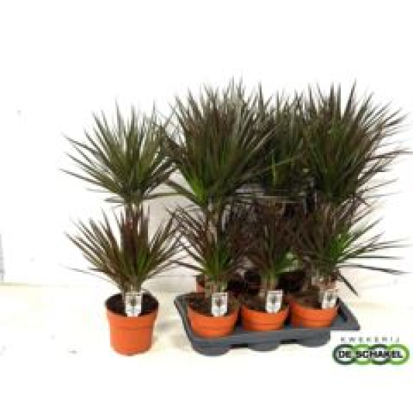 Dracaena marg. 'Magenta'
