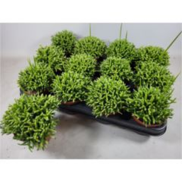 Rhipsalis cereuscula