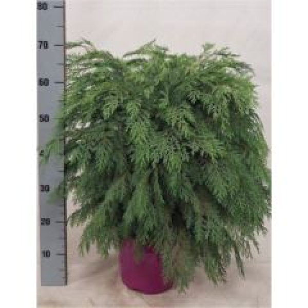 Chamaecyparis laws. 'Globosa'