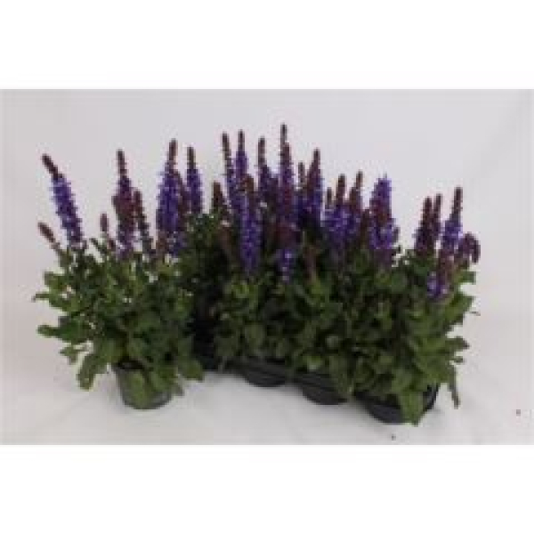 Salvia nemorosa blau