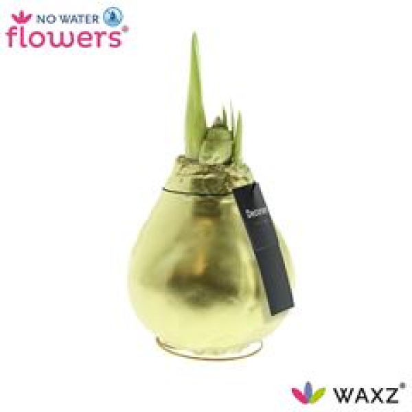 Waxz Amaryllis "Luxury Gold"