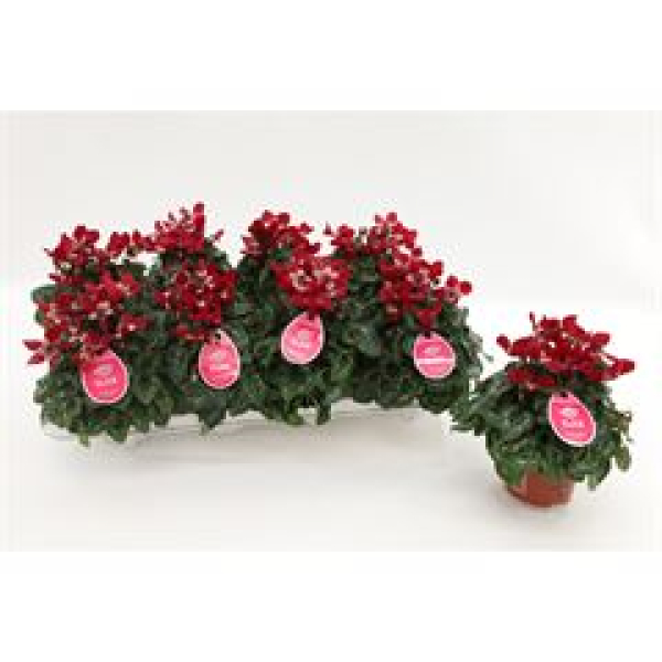 Cyclamen "Djix" dunkelrot
