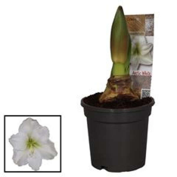 Hippeastrum 2 Knospen weiß