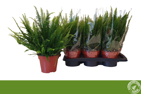 Nephrolepis exal. 'Green Lady'