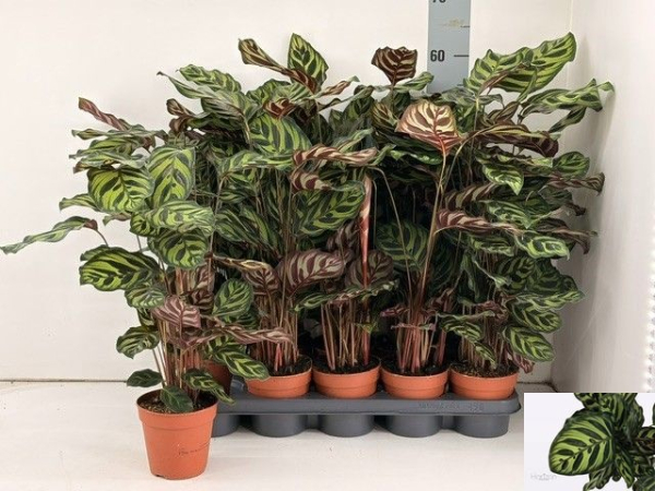 Calathea makoyana