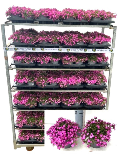 Saponaria