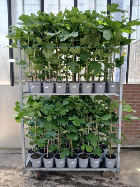 Ficus carica