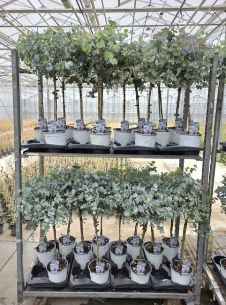 Eucalyptus Stämmchen
