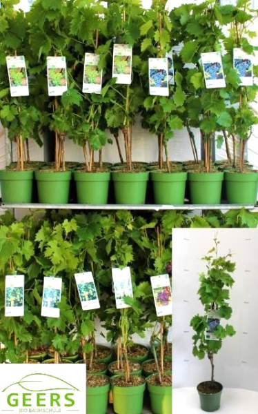 Vitis vinifera