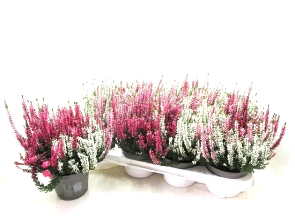Calluna Trio "Ametie"