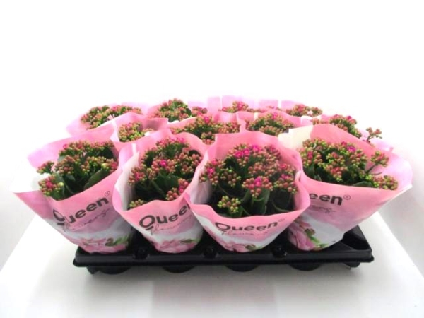 Kalanchoe gefüllt brombeere