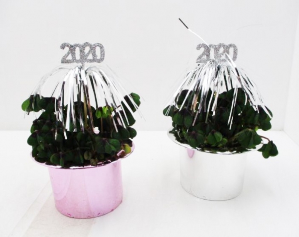 Klee in Zylinder bunt + Stecker 2026