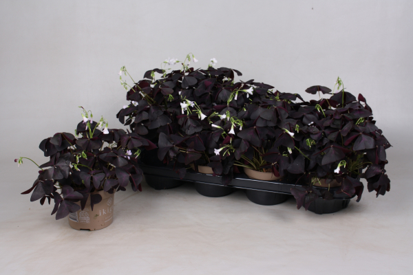 Oxalis triangularis rot